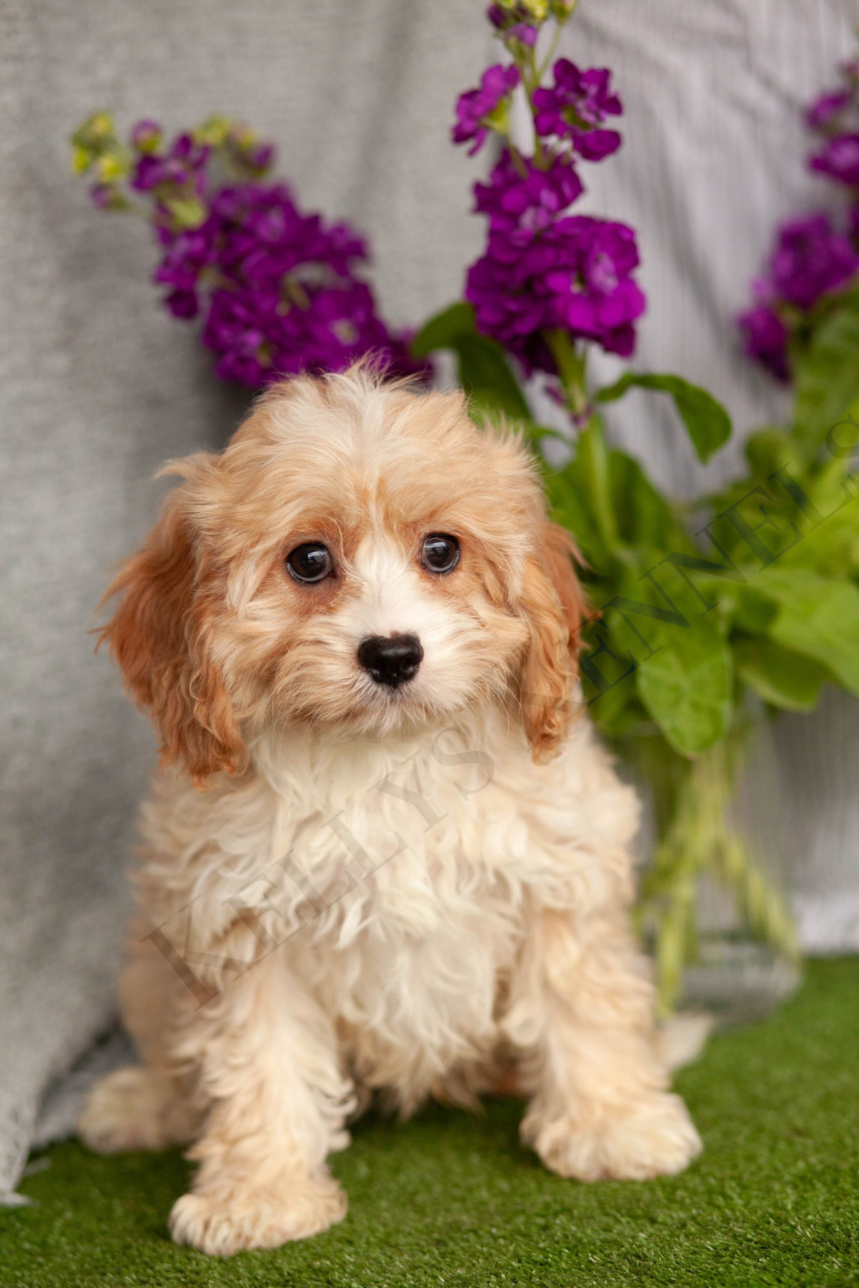 Superb CavaPoos – Kellys Kennels