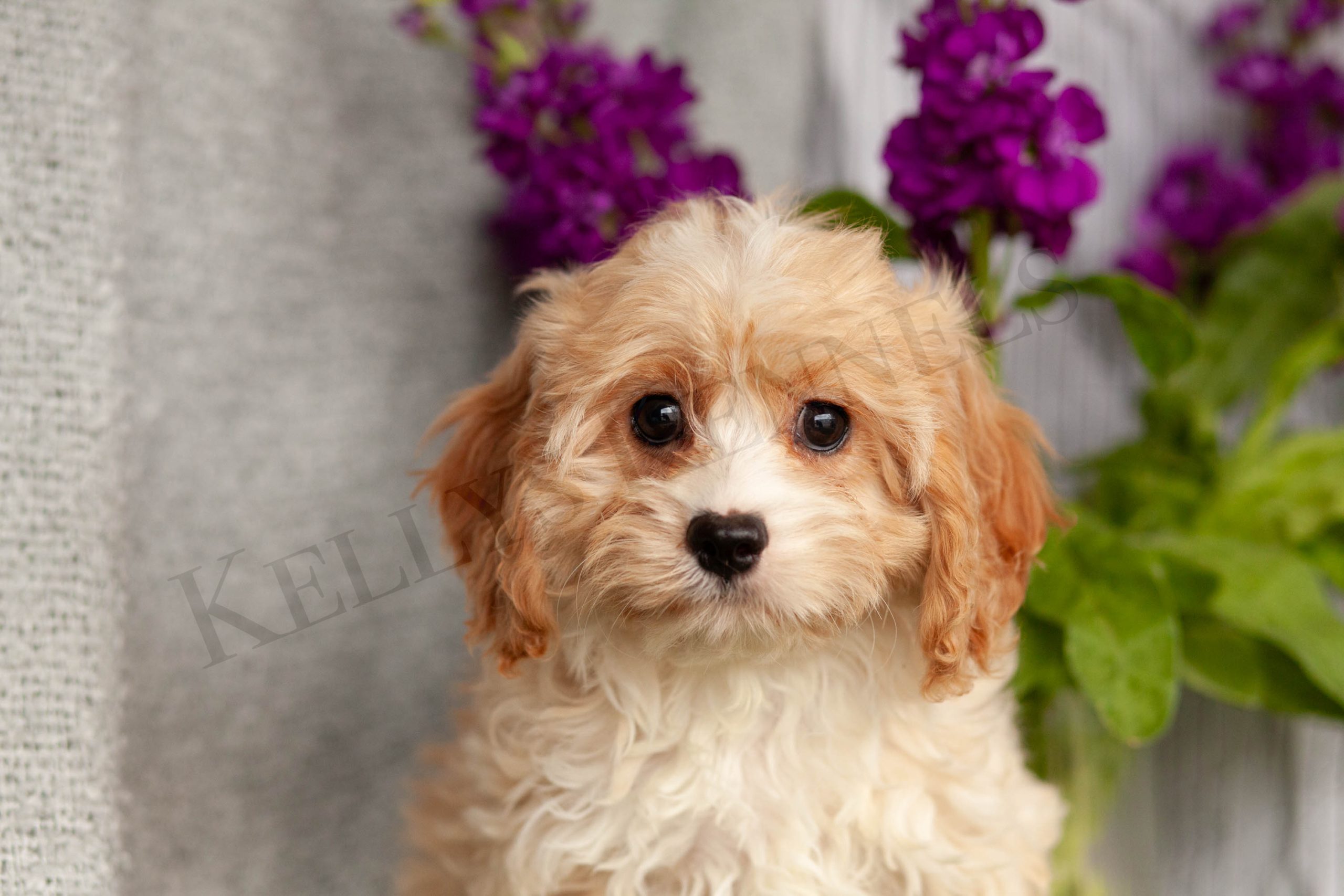Superb CavaPoos – Kellys Kennels