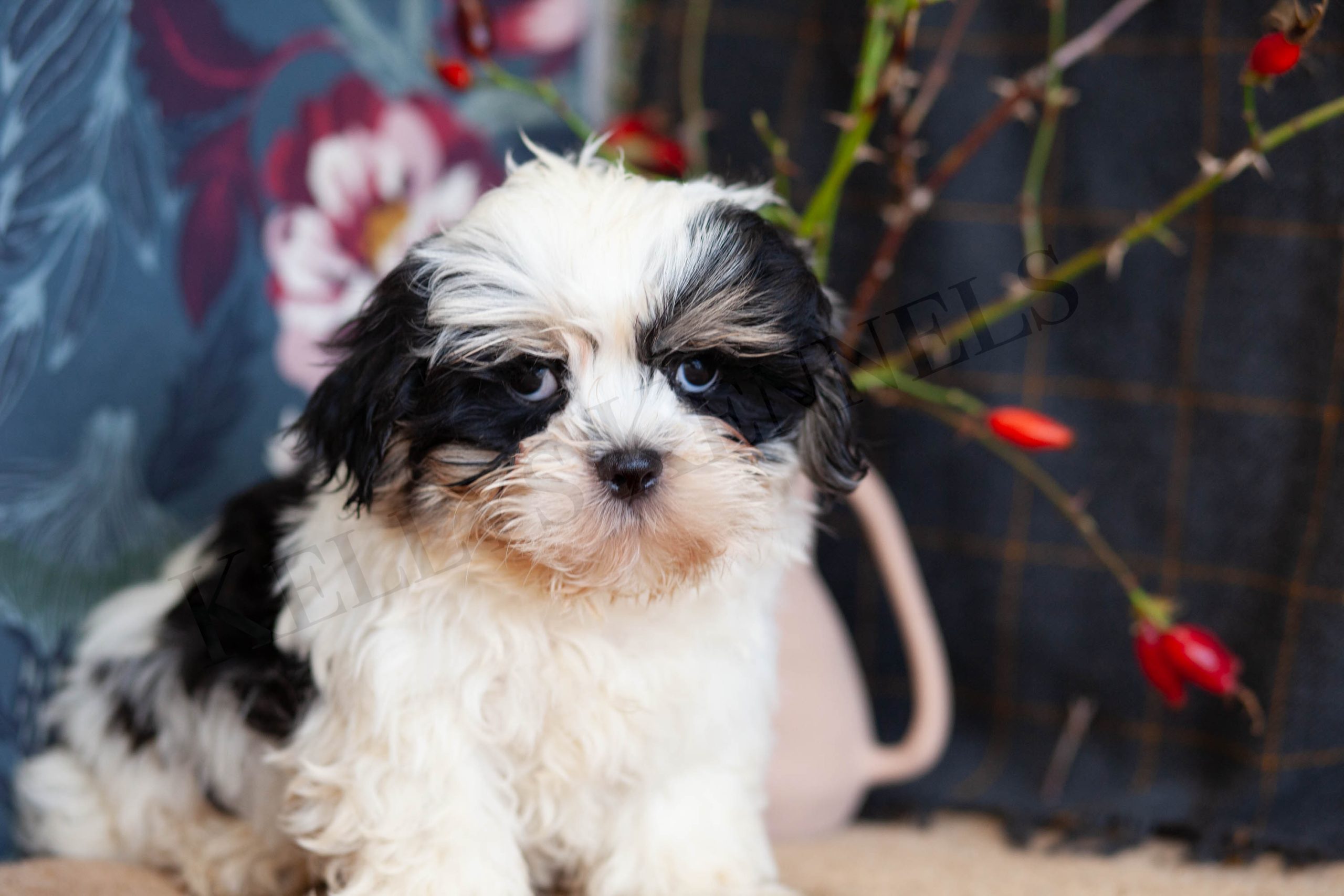 Incredible ShiPoos – Kellys Kennels