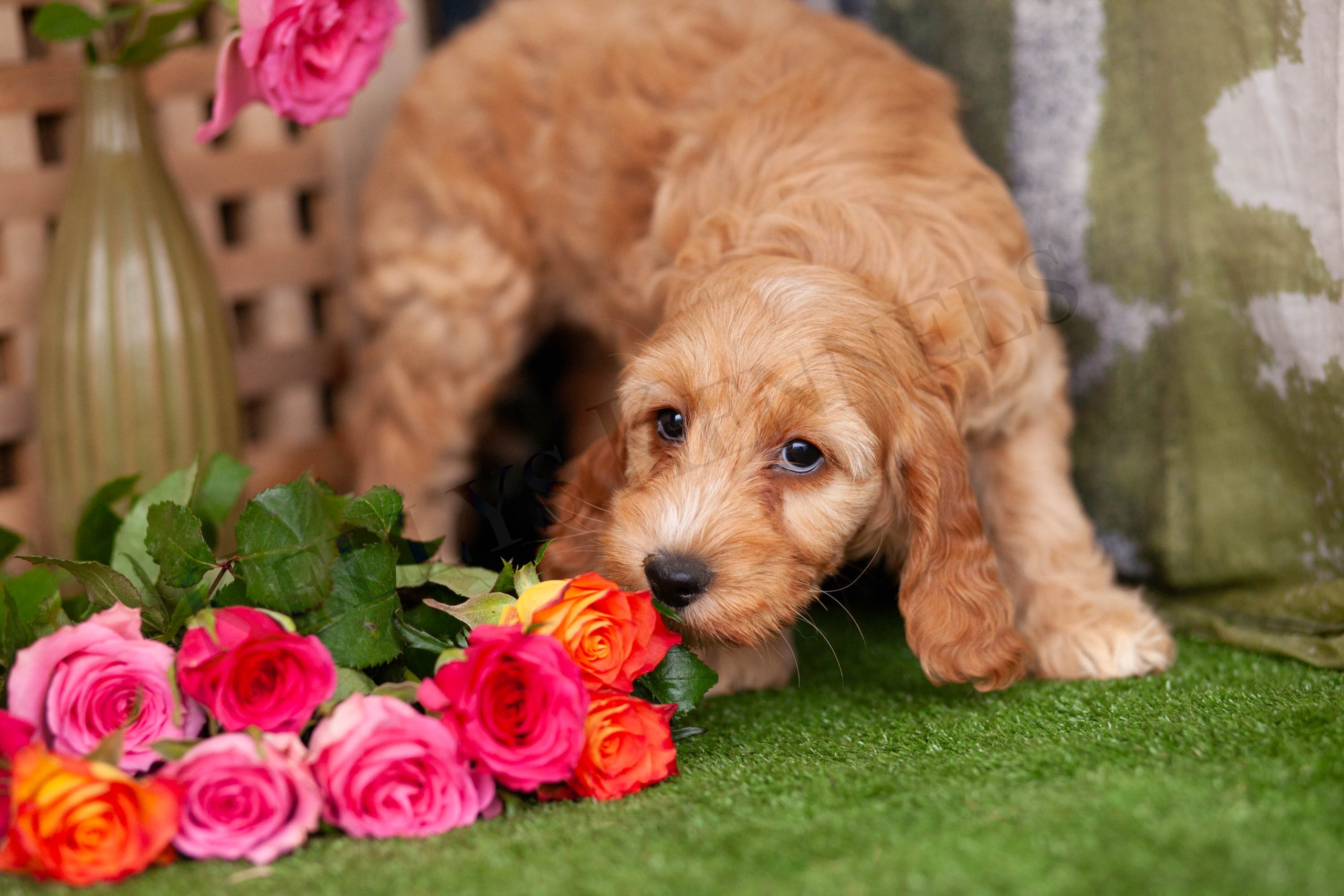Luxurious Cockapoo Cute F1 CockaPoos – Kellys Kennels