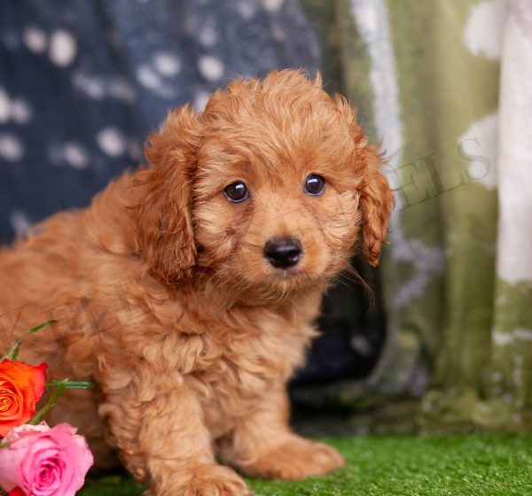 Unique CavaPooChons – Kellys Kennels