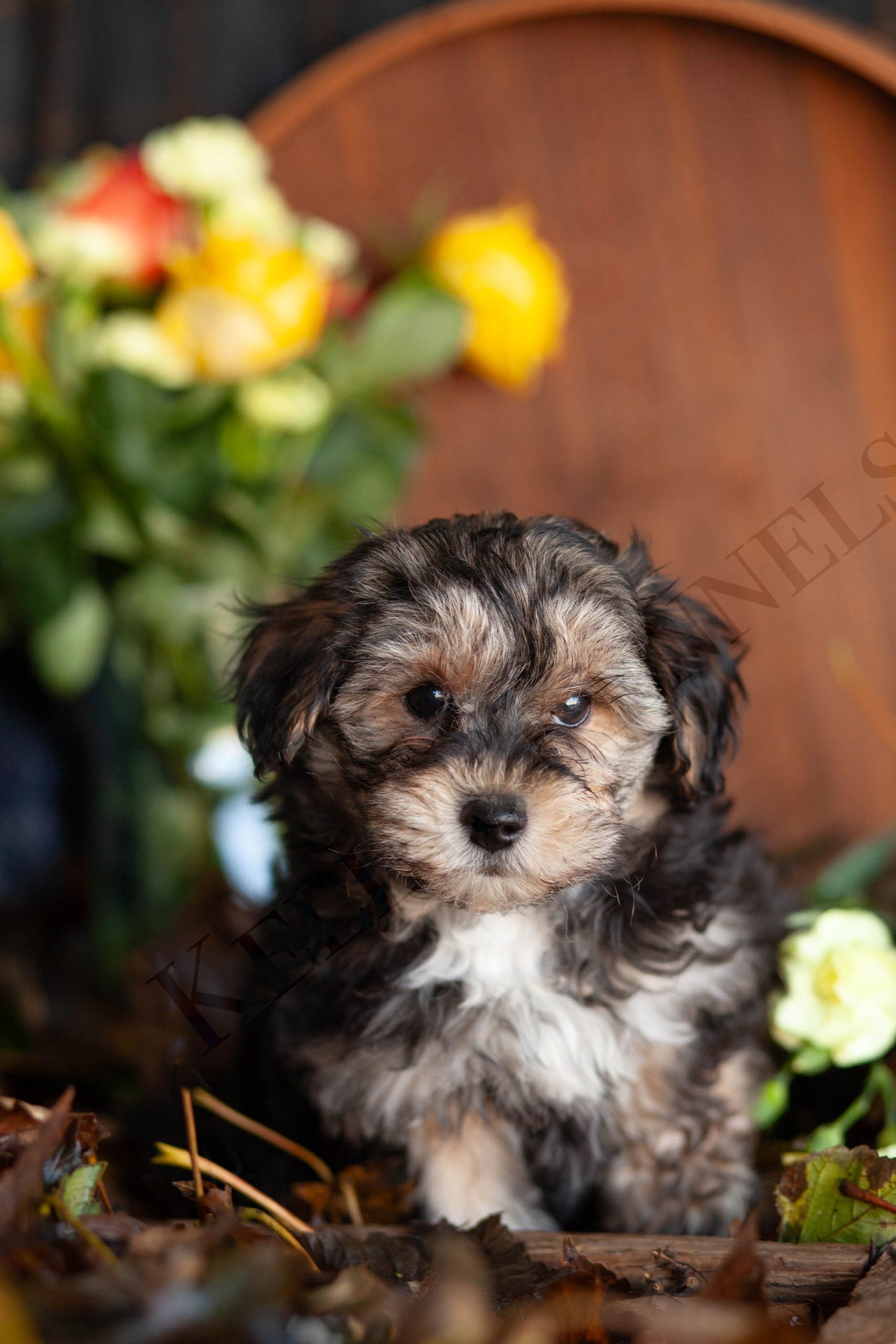 Shih Poo Puppies Kijiji Yorkie Poo Shih Poo Shorkie Kijiji